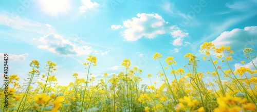 A wide field filled with vibrant yellow rapeseed flowers stretches out under a brilliant blue sky. The flowers sway in the gentle breeze, creating a captivating display of natures beauty.