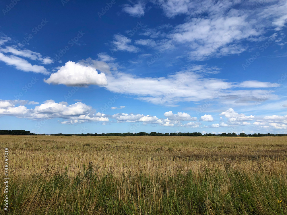 Field, forest, sky, in summer Field, forest, sky, in summer