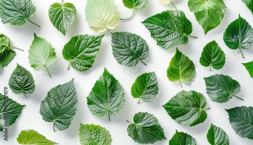 a close up of ripe green leaves and other leaves