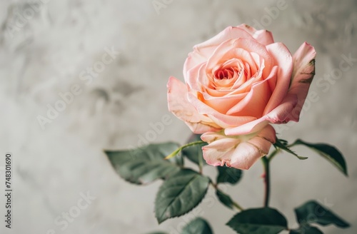 a pink rose sitting on top of a white background