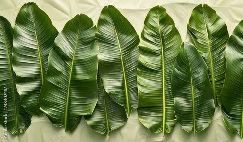 a shot of lots of tropical leaves