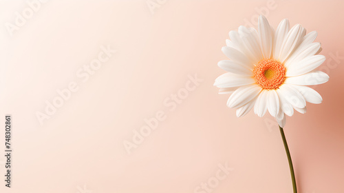 white daisy flower isolated on pastel colored cream background