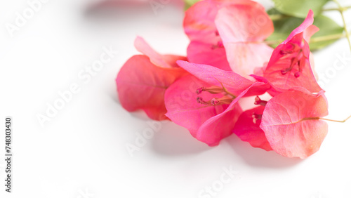Bougainvillea pink flowers background, border design, isolated on white. Beautiful nature spring backdrop with blooming fresh mediterranean Bougainvillea with copy space. Top view  © Subbotina Anna