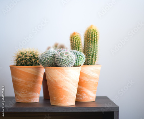 Cactus flowers growing in pots, home interior design. Home decoration with houseplants. Different cactuses in ceramic pots on a table, over white wall.  © Subbotina Anna