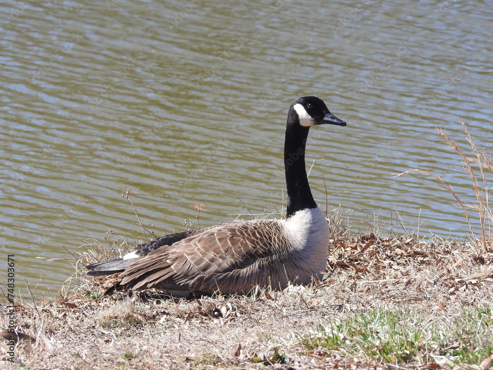 A Canada goose relaxing by the waters edge, enjoying the warmth of the sun. Bombay Hook National Wildlife Refuge, Kent county, Delaware. A Canada goose relaxing by the waters edge, enjoying the warmth of the sun. Bombay Hook National Wildlife Refuge, Kent county, Delaware.