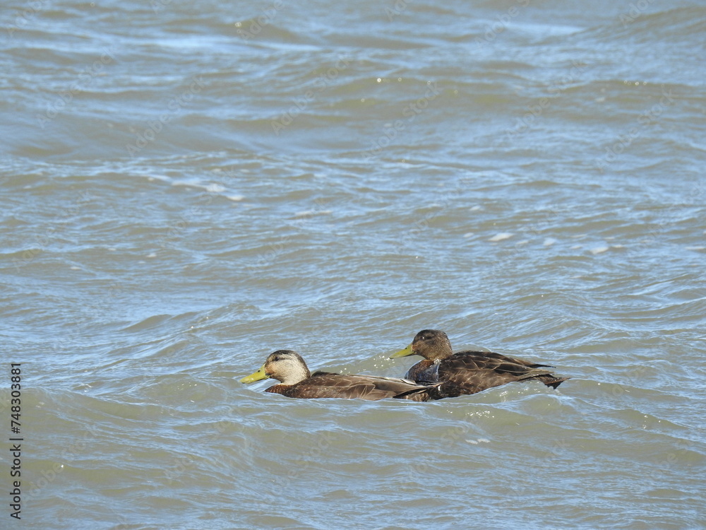 A pair of American black ducks, male and female, swimming in the tidal wetland waters of the Bombay Hook National Wildlife Refuge, Kent County, Delaware. A pair of American black ducks, male and female, swimming in the tidal wetland waters of the Bombay Hook National Wildlife Refuge, Kent County, Delaware.