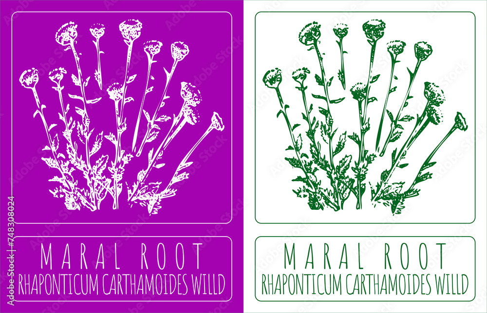 Drawing MARAL ROOT. Hand drawn illustration. The Latin name is RHAPONTICUM CARTHAMOIDES WILLD.