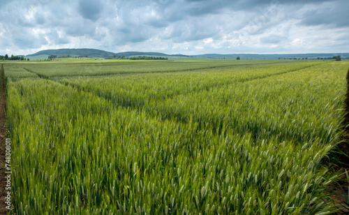 beautiful sectors of cereal crop plantations, experimental wheat varieties