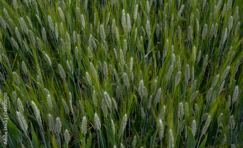 Wheat ears close-up in the field, top view.