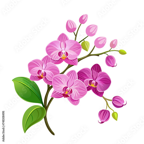 flower exotic pink orchid branch