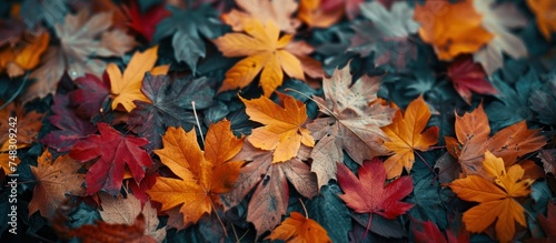 autumn leaves are all of different colors