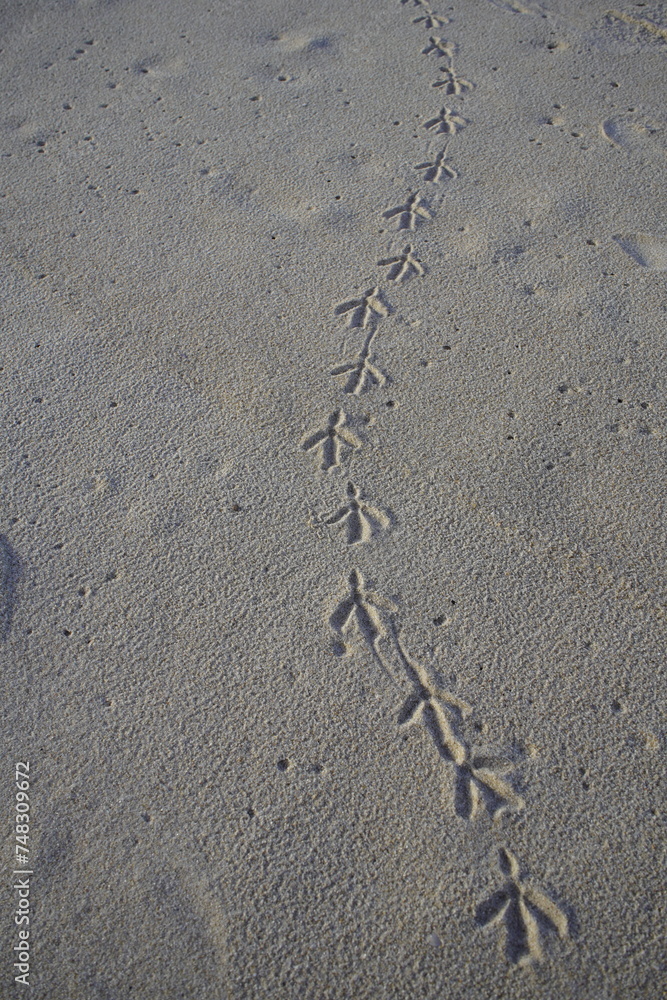 Pigeon footprints in the sand of Iracema Beach in Fortaleza, Brazil. Pigeon footprints in the sand of Iracema Beach in Fortaleza, Brazil.