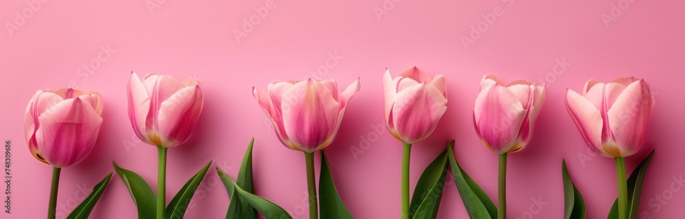 beautiful taterday tulips on a pink background