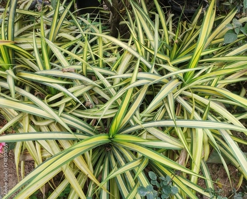 Garden foliage plant - Pandanus baptistii. Commonly known as Variegated Dwarf Pandanus or White-striped Pandanus. Small bush or tree. Leaves spirally arranged with golden-yellow central stripes. photo