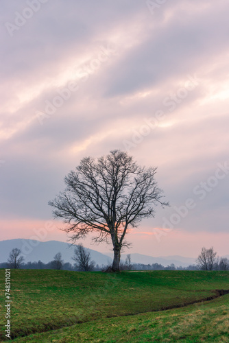 A tree near the old river bend. A lonely tree under the mysterious glowing sunset. An interesting sunset conditions. Scenic tree in the flatlands.