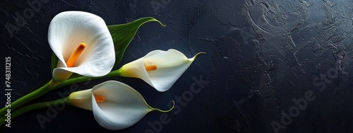 calla lily on black background