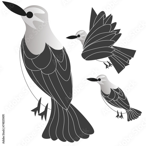 Mockingbirds in flight and resting