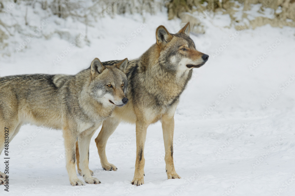 wolf and she-wolf against the backdrop of a winter forest