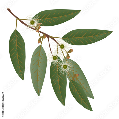 Eucalyptus branch with leaves and flowers on a white background.