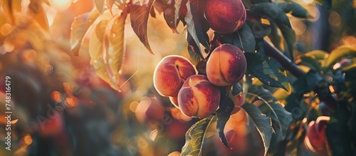 Peaches growing on a tree with slowing sunrise photo
