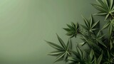 Cannabis leaves (Cannabis sativa Subsp. sativa) on green background, growing medical marijuan with clipping path.