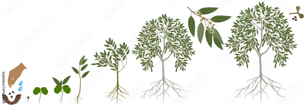 Cycle of growth of eucalyptus tree on a white background. - obrazy, fototapety, plakaty 