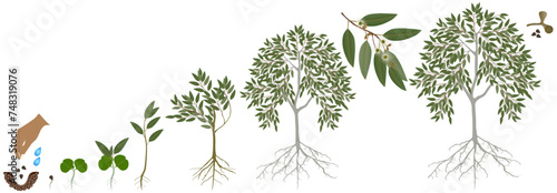 Cycle of growth of eucalyptus tree on a white background.