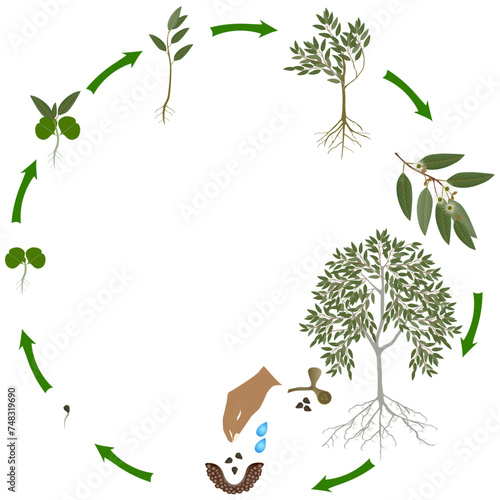 Life cycle of eucalyptus tree on a white background.