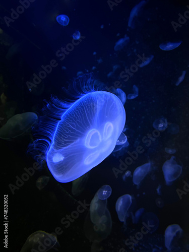 Jellyfish in aquarium © Lina