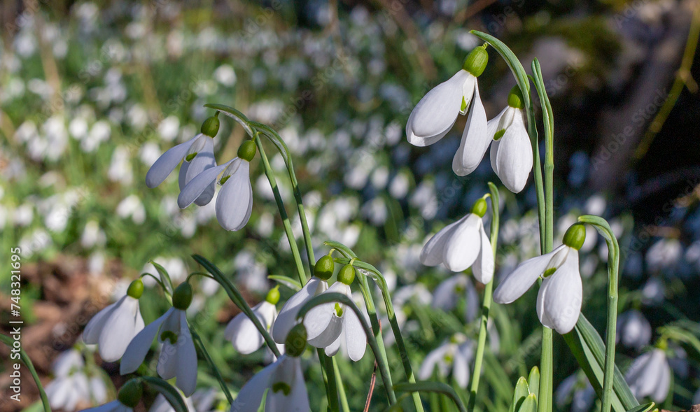 Snowdrops. Snowdrops.