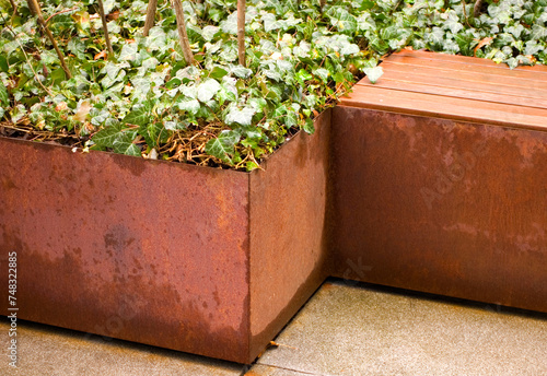 Green plants in corten flower pot close up.