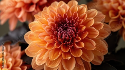 a close - up of a large orange flower with a green stem in the middle of the center of the flower. © Olga
