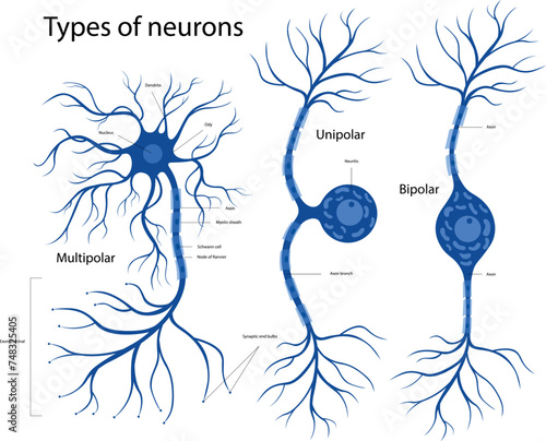 Types of neurons. The structure of a neuron in the brain. photo