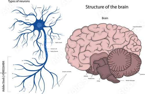 The structure of a neuron in the brain. The structure of the human brain.