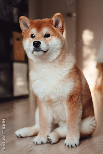 A red Shiba Inu dog sits on a light floor in a modern room.