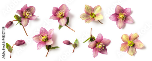 set / collection of purple and green hellebore flowers and buds in different positions isolated over a transparent background, natural floral spring and easter design elements, top view / flat lay