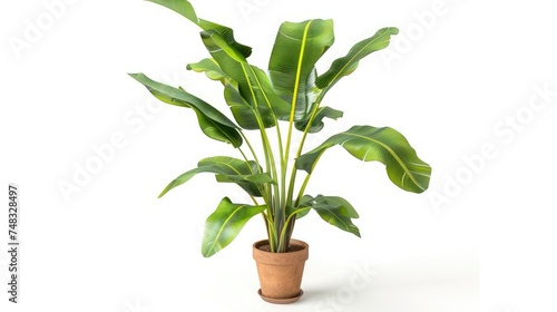 Potted banana plant isolated in white background