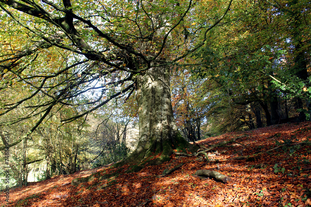 Fototapeta premium gros arbre au milieu de la foret en automne