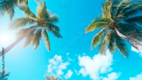 Palm trees against the background of a blue bright cloudless blue sky. Tropical plant  view from bottom to top. Beautiful tropical background with trees