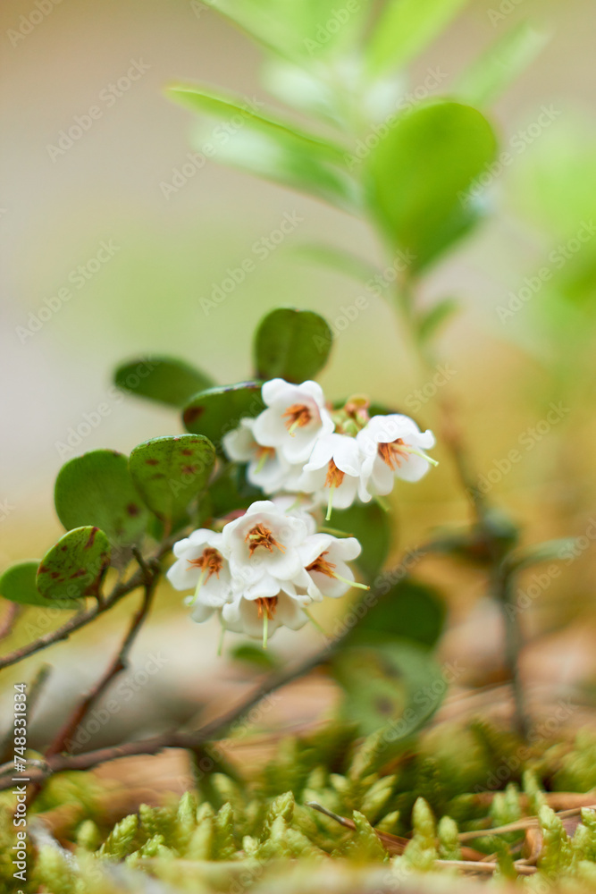Obraz premium Vaccinium vitis-idaea, family Ericaceae. Pale pink lingonberry flowers in the forest in spring. 