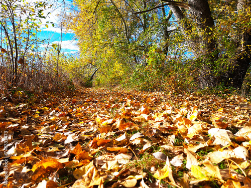 Rural scene of an abandoned footpath covered with fallen leaves.