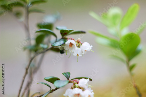 Vaccinium vitis-idaea, family Ericaceae. Pale pink lingonberry flowers in the forest in spring. 
