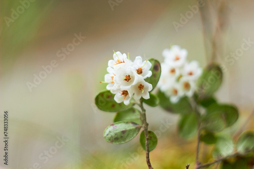Vaccinium vitis-idaea, family Ericaceae. Pale pink lingonberry flowers in the forest in spring.
