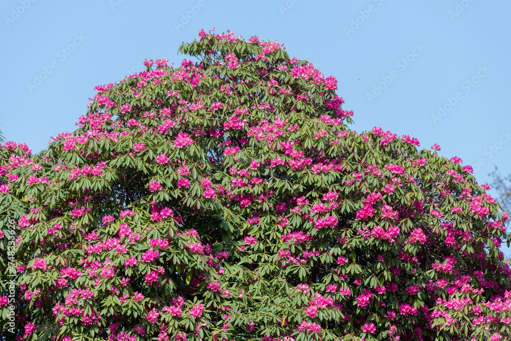 Pink Rhododendron flowers in bloom Pink Rhododendron flowers in bloom