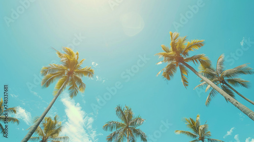 Beautiful palms on blue sky background 