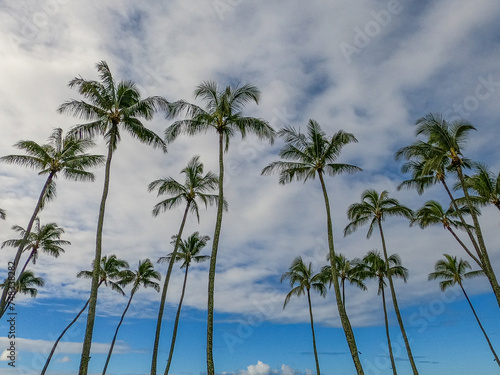 Grove of palm trees in blue sky with clouds
