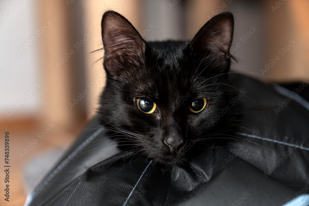 The cat wears a cone collar to protect and prevent licking the wound
