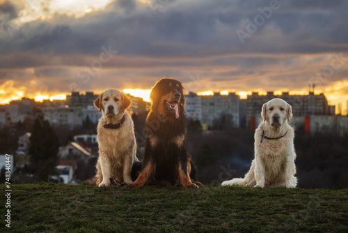 black and gold Hovie dog hovawart and two golden retrievers posing in the backlight