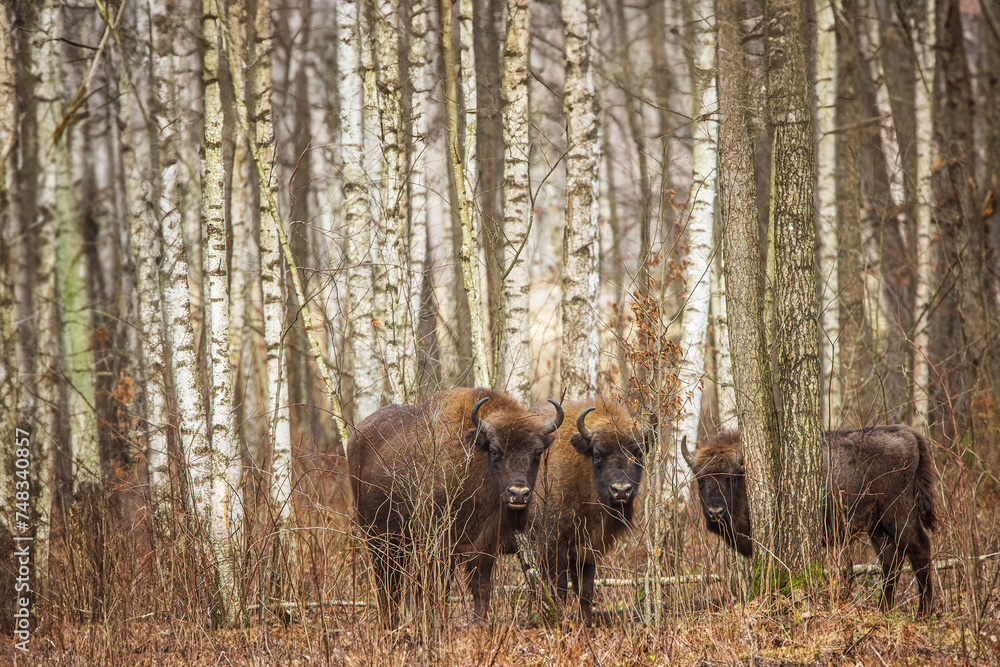 The European bison (Bison bonasus) or the European wood bison are hidden among the birch trees The European bison (Bison bonasus) or the European wood bison are hidden among the birch trees