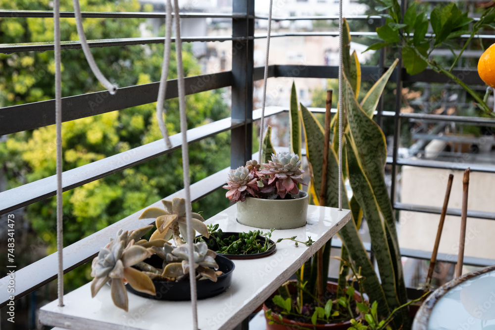 Assorted potted succulents and a snake plant on a rainy balcony with urban views in Tel Aviv